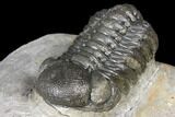 Austerops Trilobite - Nice Eye Facets #127021-3